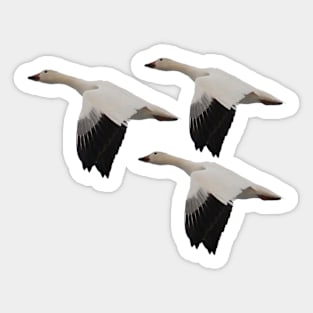 Snow Geese Trio Sticker